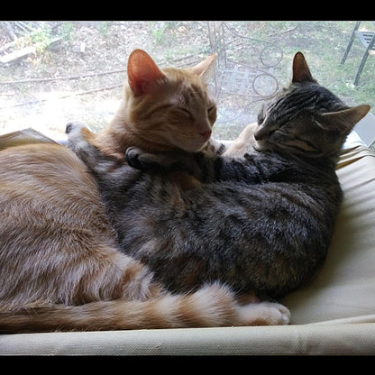 High hammock for cats